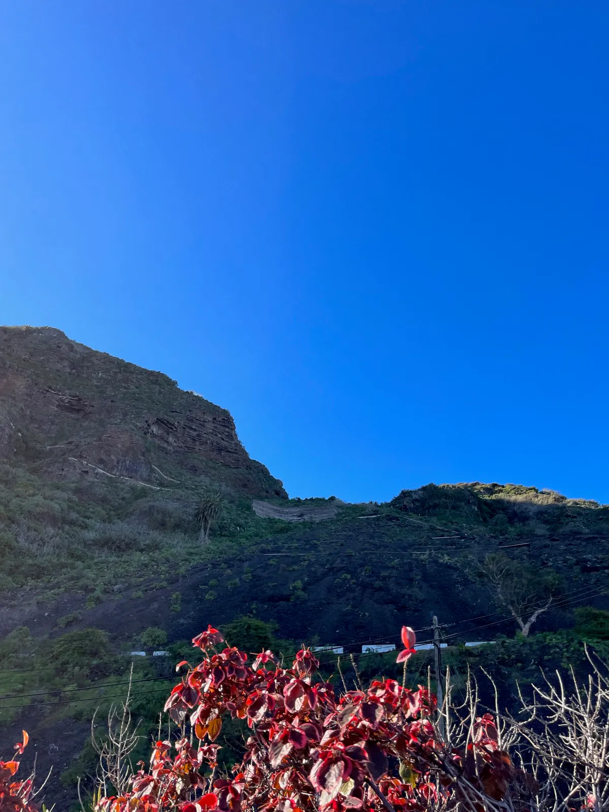 Red-leaved bushes in front of a steep green mountain under a clear blue sky.