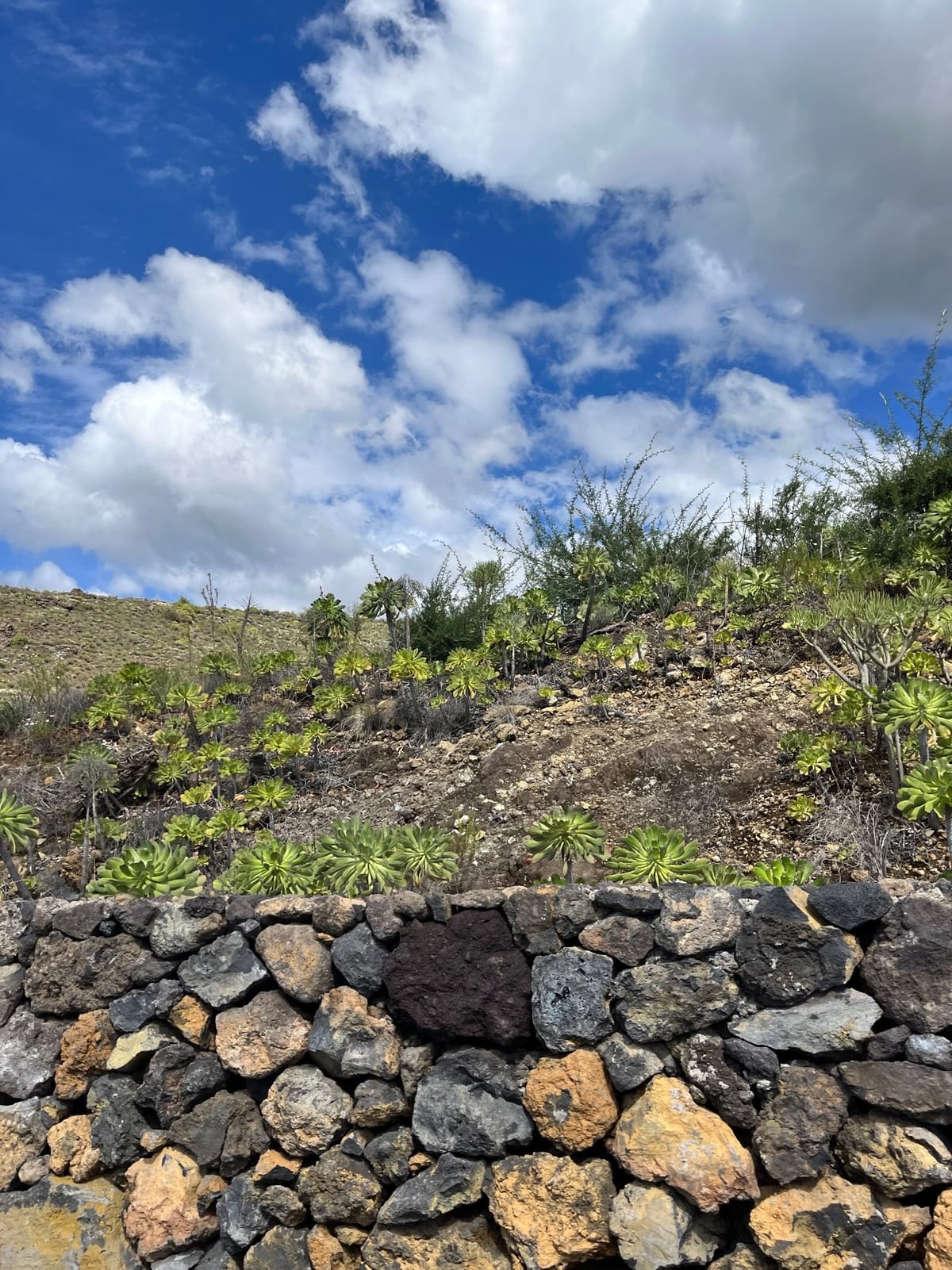 Green rosette plants scattered up a rocky slope above a stone wall