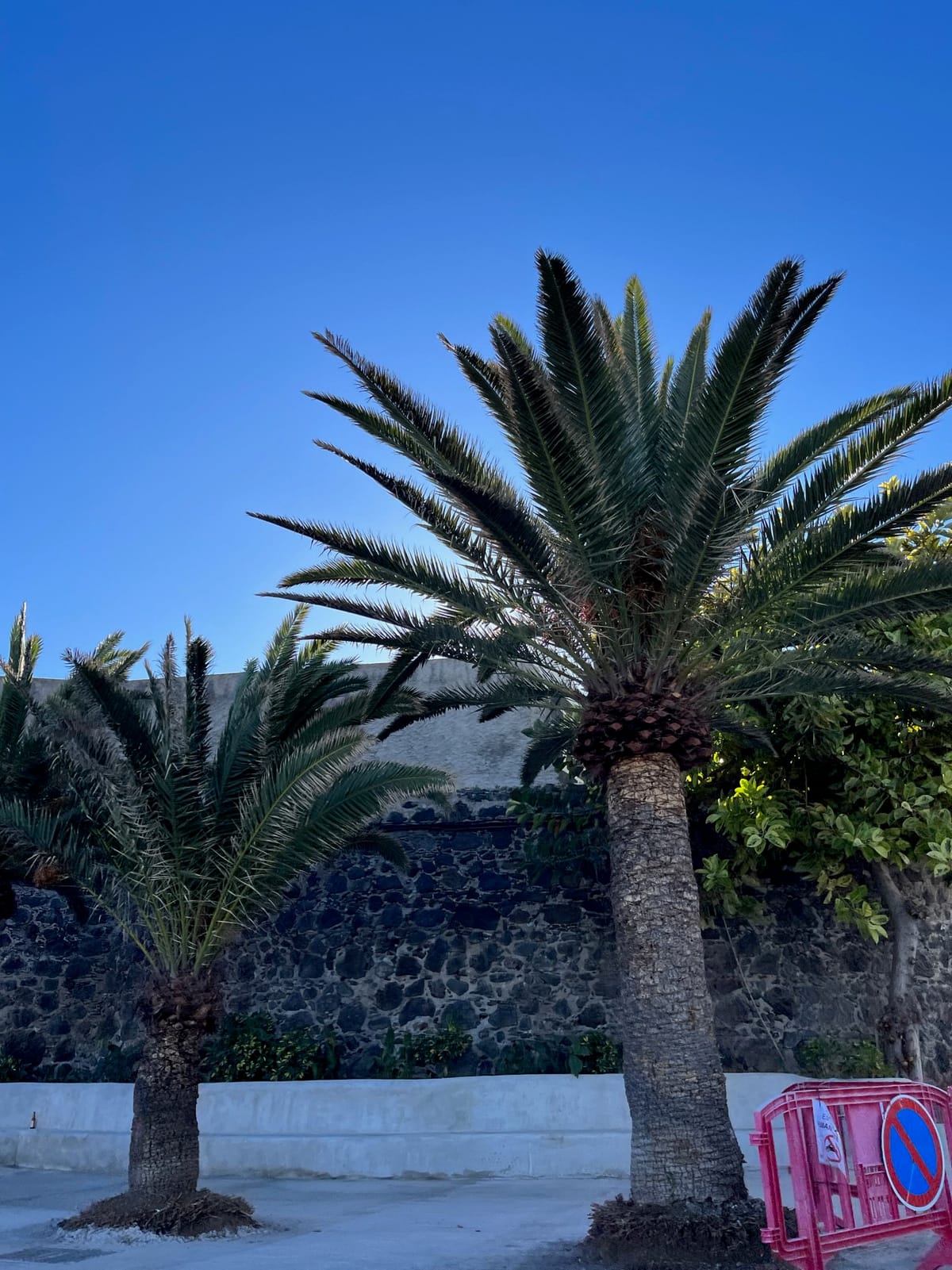 Two palm trees standing in front of a dark stone wall under a clear sky.