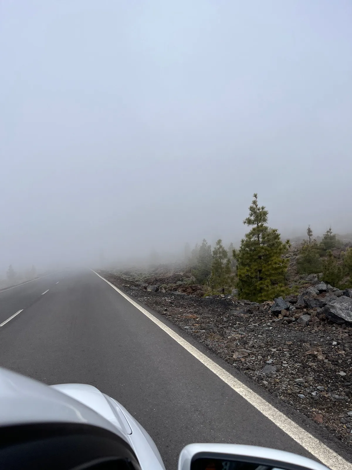 Foggy mountain road lined with pines, seen from the hood of a car