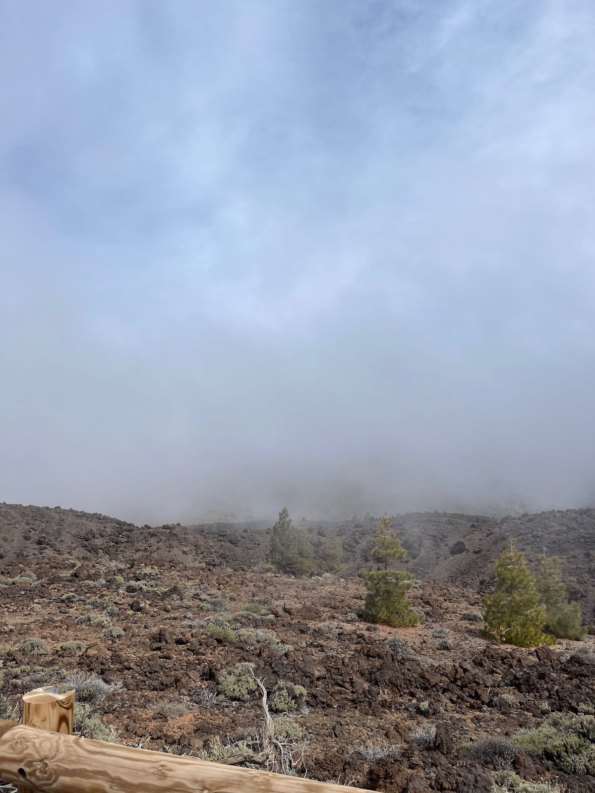 Pine trees on dark lava rock fading into fog behind a wooden rail