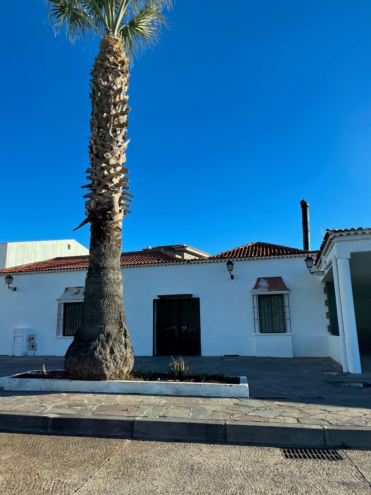 A tall palm in a planter in front of a white house with a tiled roof.