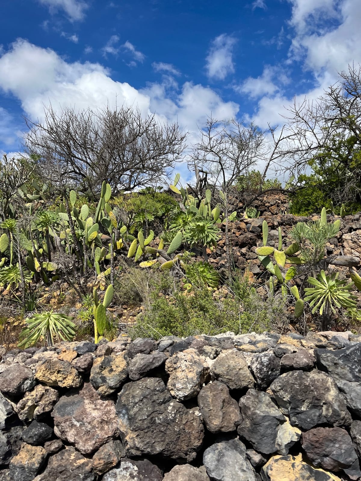 Prickly pear and rosette plants behind a dark stone wall under blue sky