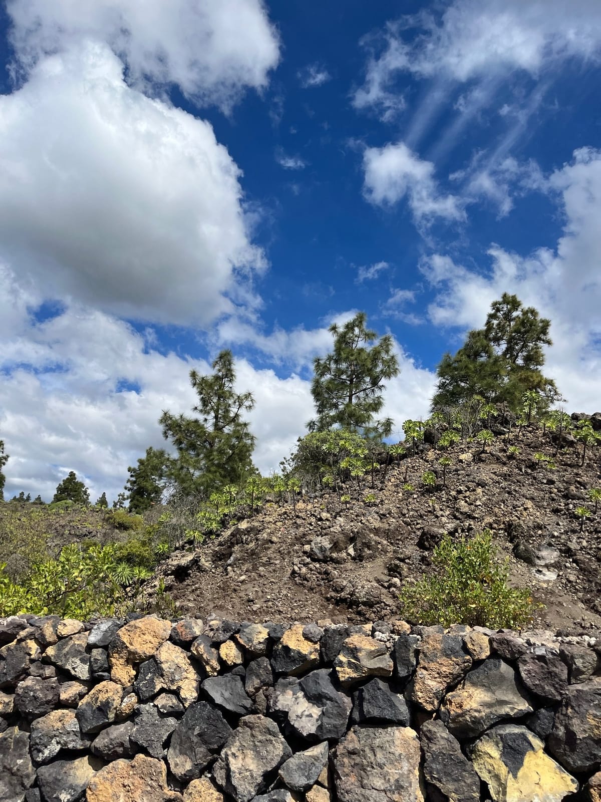 Pine trees on a rocky slope above a dry-stone wall under bright clouds